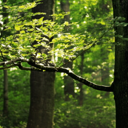 Heimisches Buchenholz für nachhaltige Stoffe